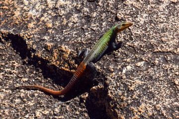 A colourful common flat lizard in a nature reserve in Zimbabwe.