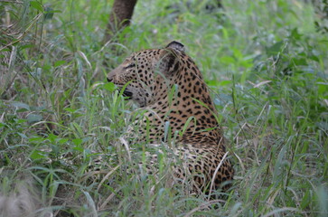 Leopard in sabi sabi game reserve