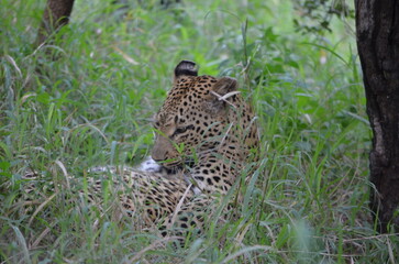 Leopard in sabi sabi game reserve