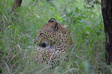 Leopard in sabi sabi game reserve