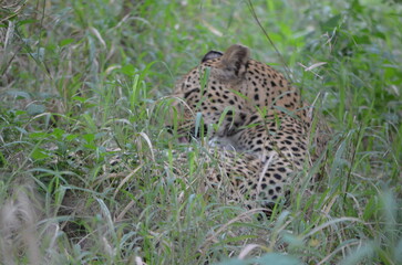 Leopard in sabi sabi game reserve