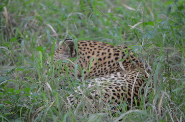 Leopard in sabi sabi game reserve