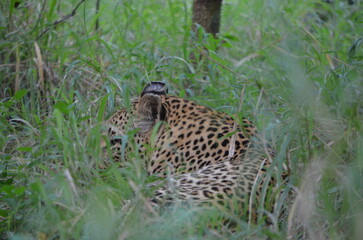 Leopard in sabi sabi game reserve