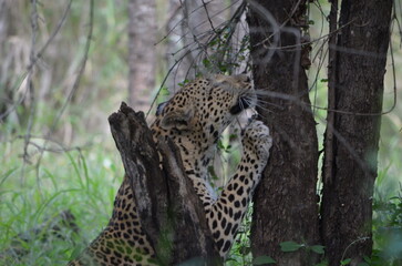 Leopard