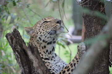 Leopard