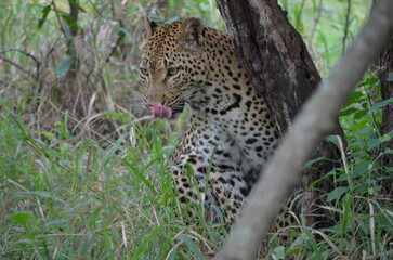 Leopard