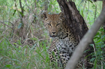 Leopard