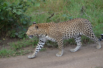 Leopard