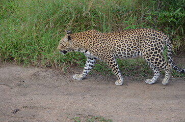 Leopard