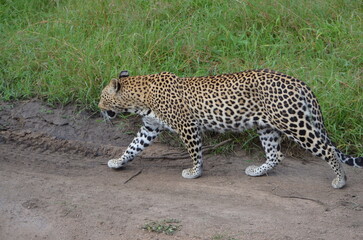 Leopard