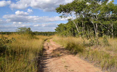 A dirt road through the bush in a nature reserve in Zimbabwe