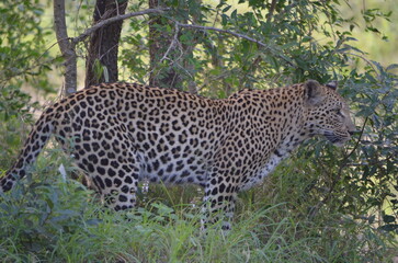 Leopard