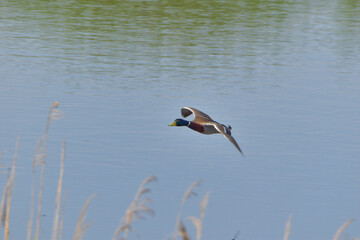 germano reale maschio in volo