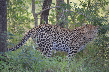 Leopard