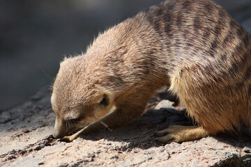 close up of a meerkat