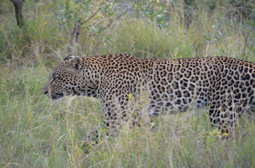 Leopard