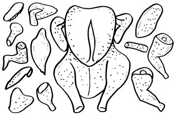 Hand drawn chicken meat set, uncooked chicken. Doodle line art sketch vector illustration
