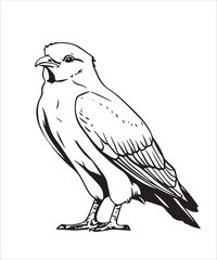 Fototapeta premium Sora Bird Victor Design