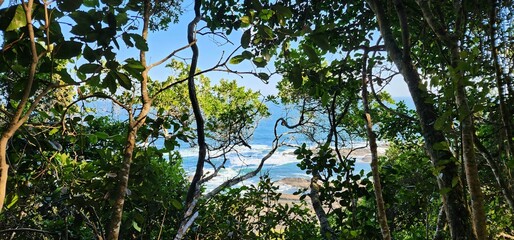 Ocean view through trees