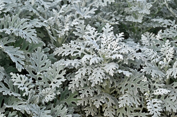 Dusty miller (Silver dust)