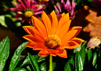 Gazania (African Daisy)
