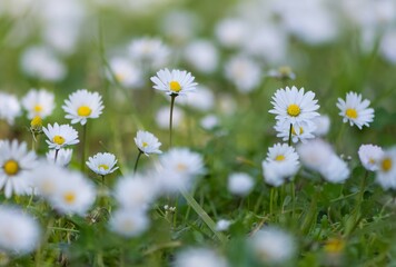 flowers growing in rural areas. wild white daisy photos.