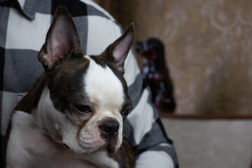 Crying young Boston Terrier, tear flows down the muzzle of dog upset and yearning for its owner,...