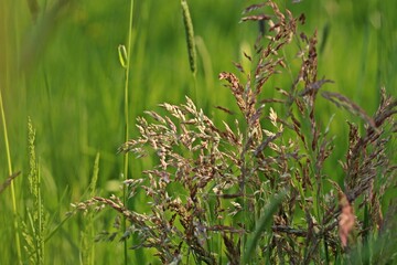 Wolliges Honiggras (Holcus lanatus)