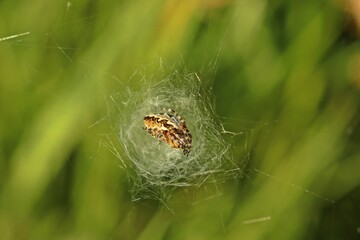 Junge Eichblatt-Radspinne (Aculepeira ceropegia) im Netz