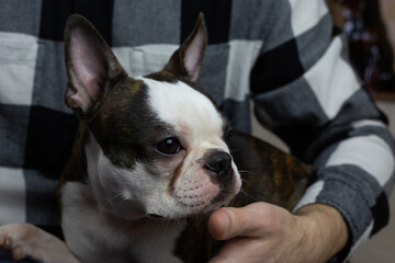 Sad dog in arms of the owner, sad muzzle of Boston terrier, offended upset pet, bad animal emotions