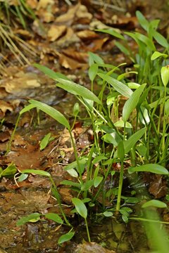 Brennender Hahnenfuß (Ranunculus flammula)
