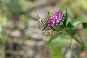 Mallow skipper (Carcharodus alceae) butterfly sitting on a pink flower in Zurich, Switzerland