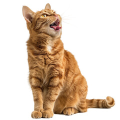 an orange cat sitting with its tongue out and mouth open, isolated on white background