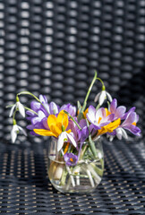 Bouquet of purple crocus in vase. Spring flowers in a vase.