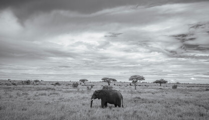 elephant and landscape