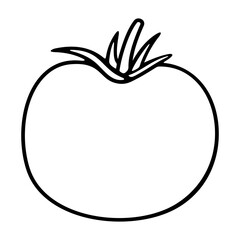 Tomato and tomatoes, love apple. Vegetable, fruit, food and meal, illustration