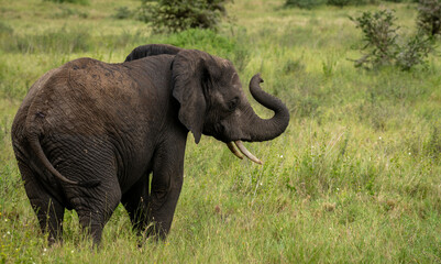 Elephant trumpeting