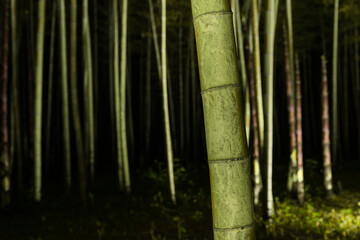 闇夜に浮かび上がる竹林