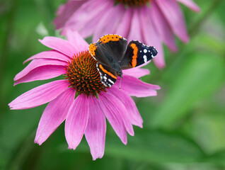 Red Admiral butterfly (Vanessa atalanta) feeding on purple coneflower in spring garden