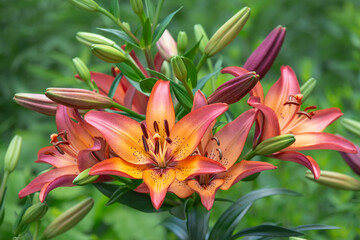 Orange Tiger Lily flower blooming in the summer garden. Closeup. 