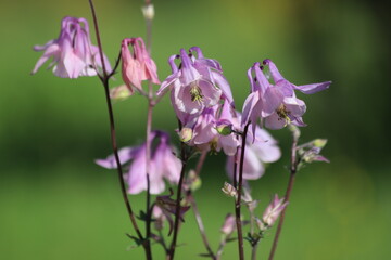 Aquilegia vulgaris. Pink flowers of common columbine.