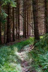 Obraz premium A beautiful natural pine forest in Germany.