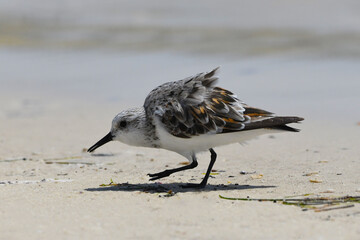 Sanderling on beach