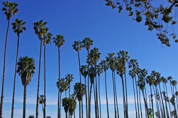 Santa Barbara Beach Palms