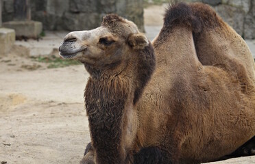 camel in the desert