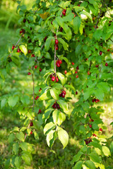 Cornus dogwood berries are hanging on a branch