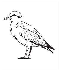 Obraz premium Willet Bird Victor Design