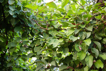 Obraz premium Liana Schisandra Chinesis clusters with ripe red berries and green leaves growing in the garden