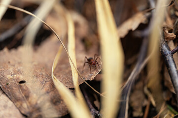 wild nature on different days