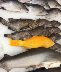 Catch of fish on ice